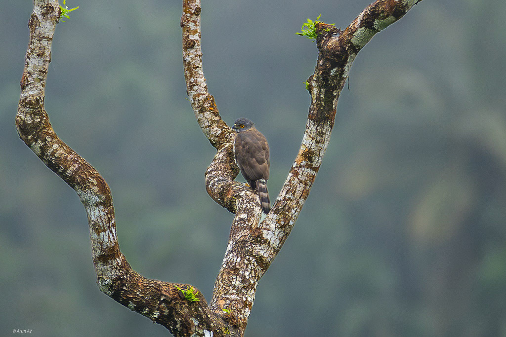 Crested Gowshawk