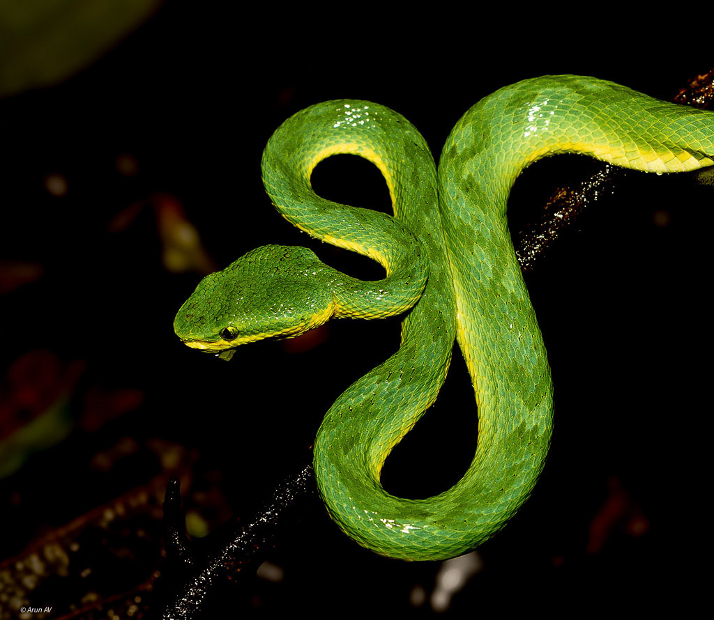 Bamboo Pit Viper - North Goa