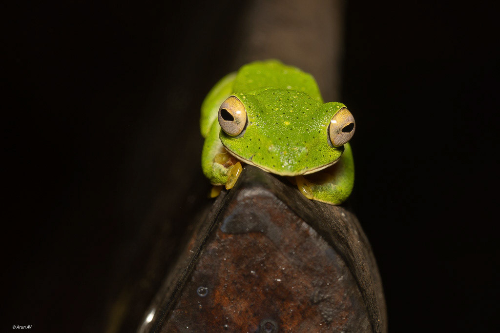 Malabar Gliding Frog - North Goa