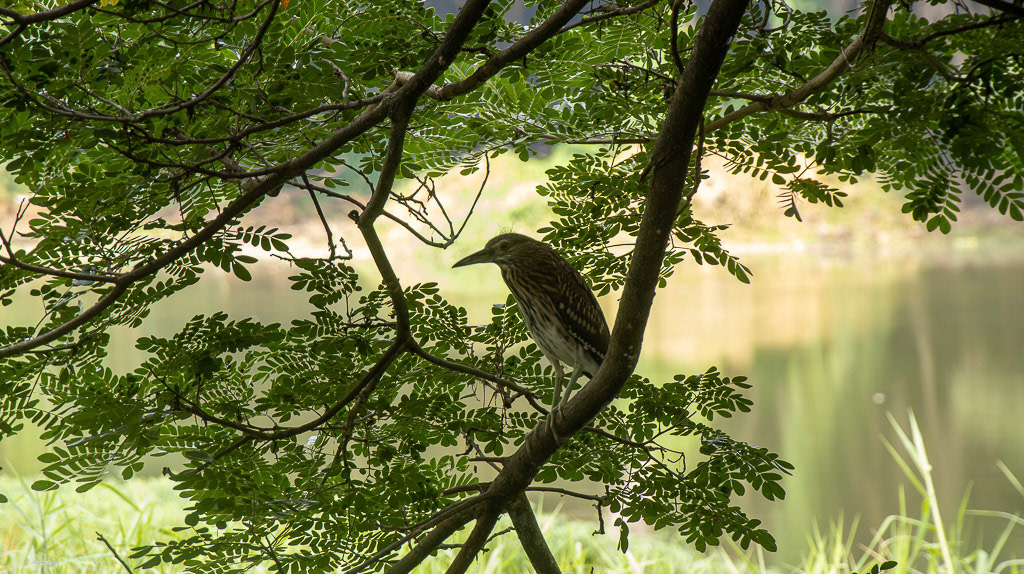 Indian Pond Heron