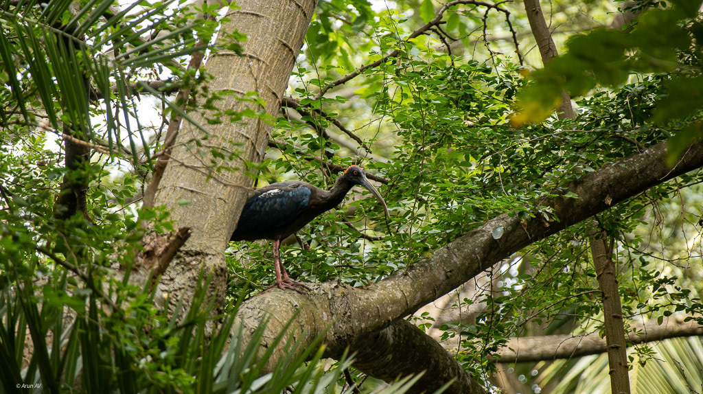 Indian Black Ibis(Red Naped)