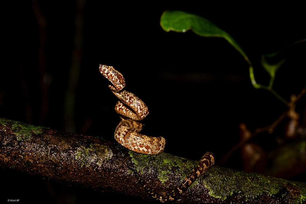 Malabar Pit Viper - North Goa