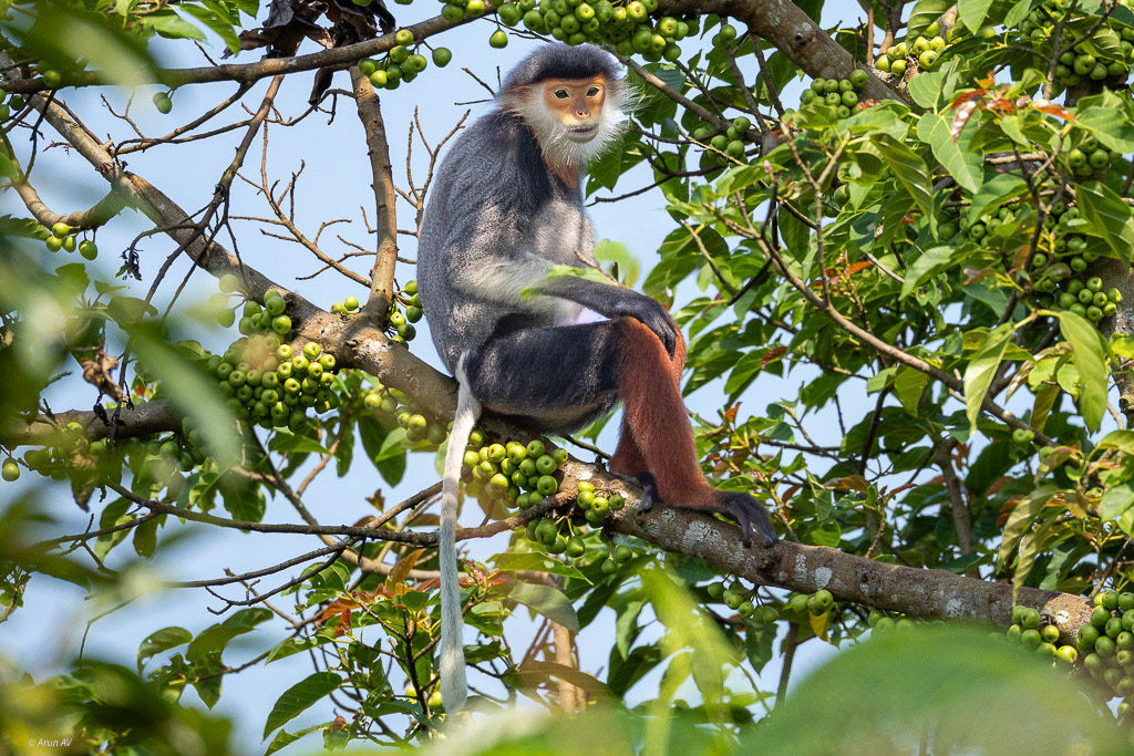 Red Shanked Douc Langur - Monkey Mountain Da Nang