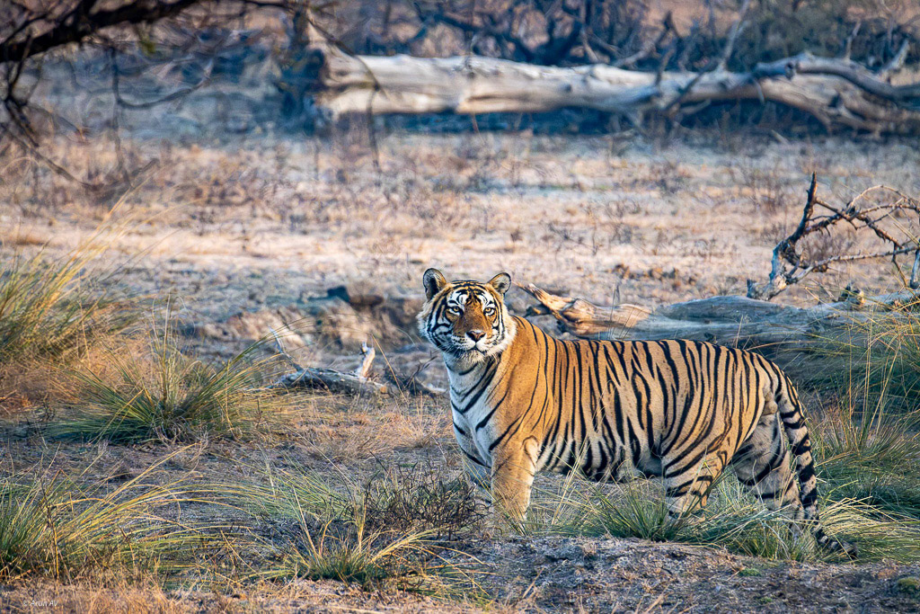 Tiger - Zone 6 Ranthambore
