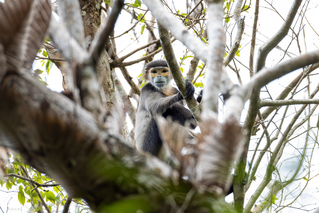 Black Shanked Doug Langur - Cat Tien NP