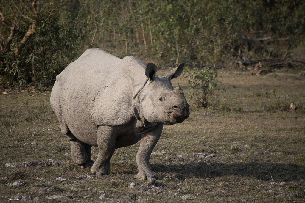 One Horned Rhino - Kaziranga NP