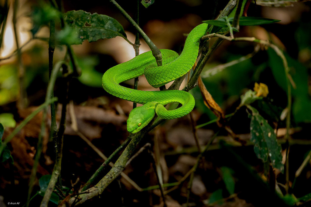 White Lipped Green. Pit Viper - Cat Tien NP