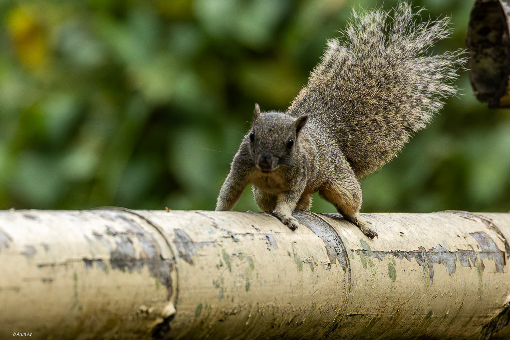 Phalasis Squirrel - Cat Tien NP