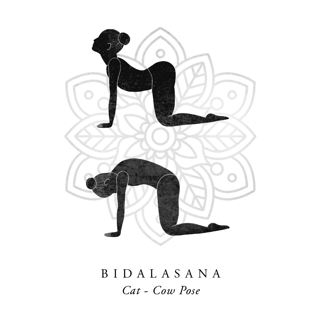 Cat & Cow Yoga Pose
