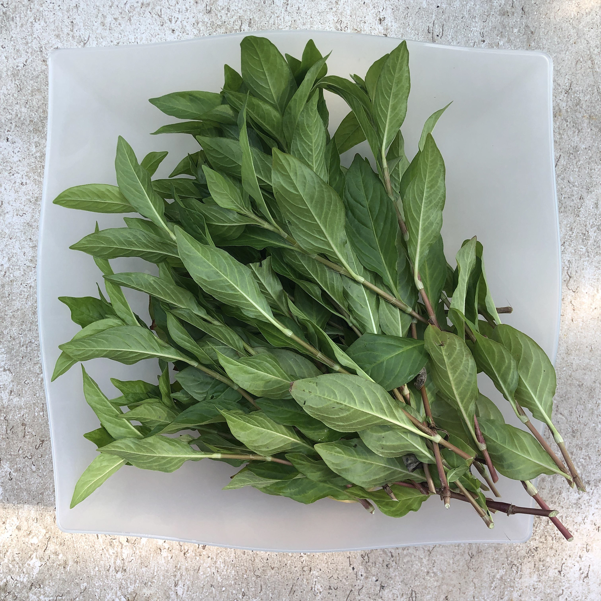 Harvest (2022) Indigo leaves picked in the morning