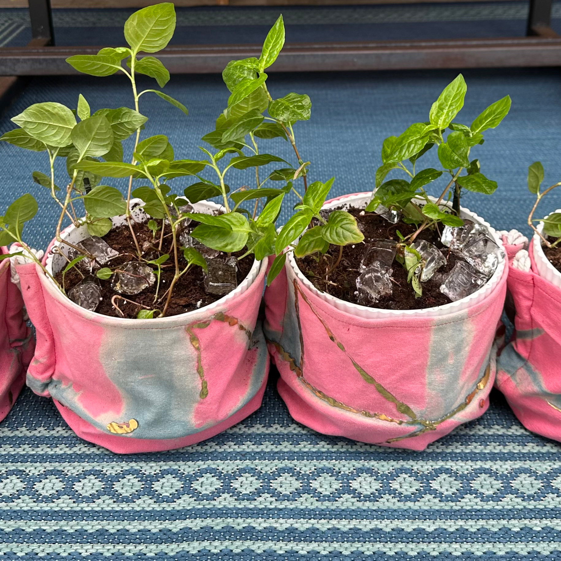 New Growths (2023) Growing indigo on windowsills & travels