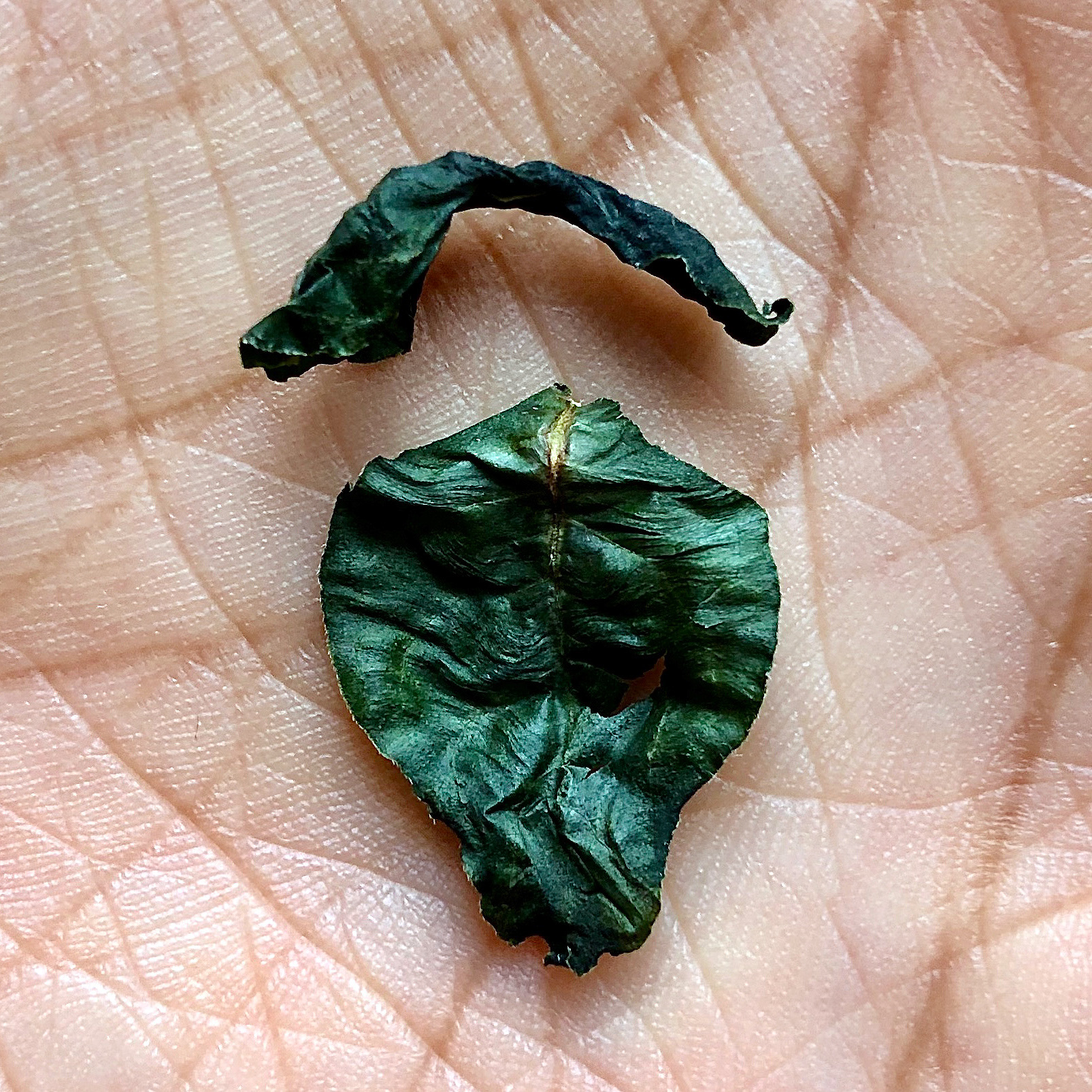 Indigo Leaf Tantra (2020)