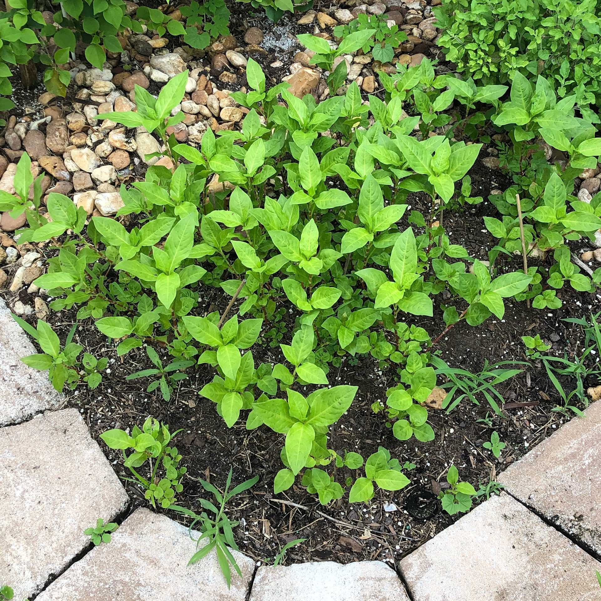 Garden (2022) Growing indigo outside in Florida.