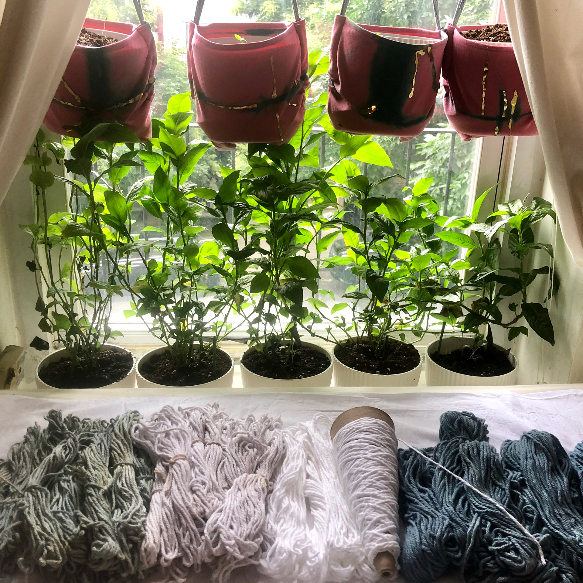 Quarantine (2020) Growing indigo plants and yarn dyeing during quarantine in Brooklyn, NY