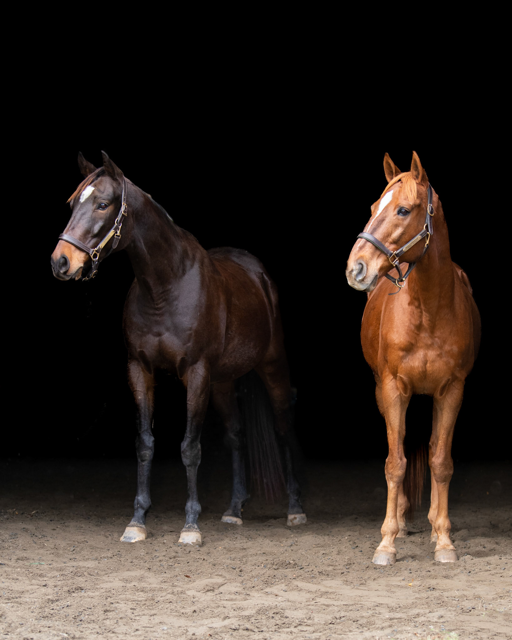 Dyno & Zippy