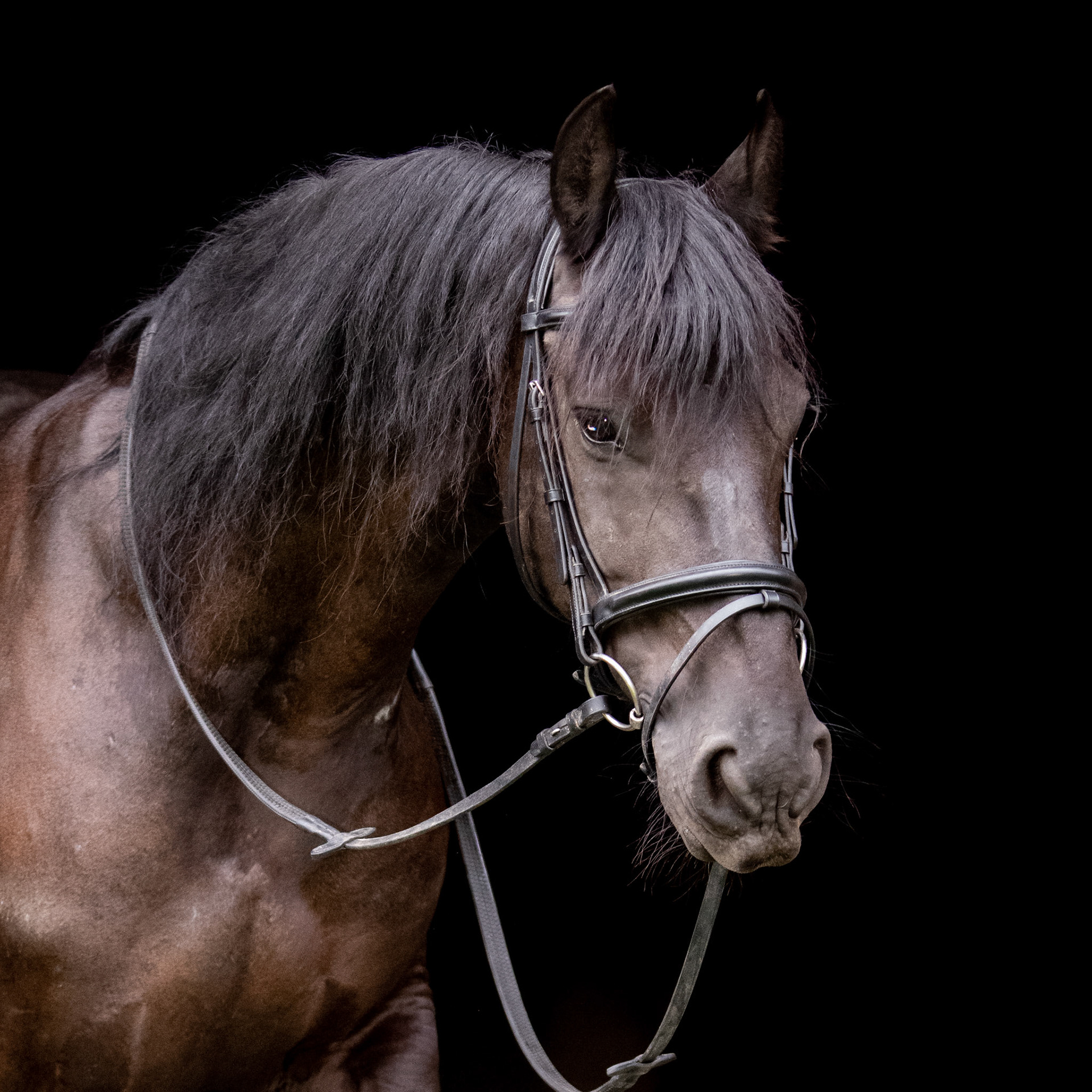 Enzo