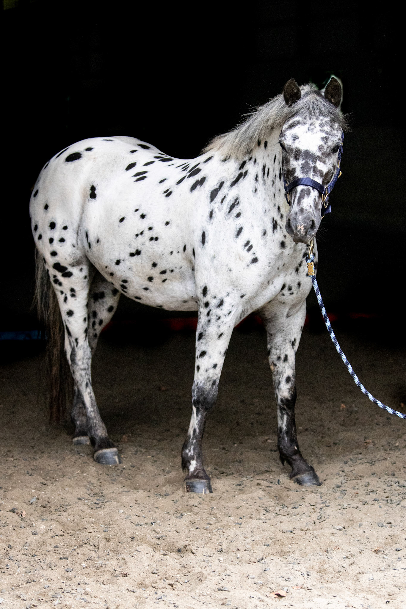 Pongo