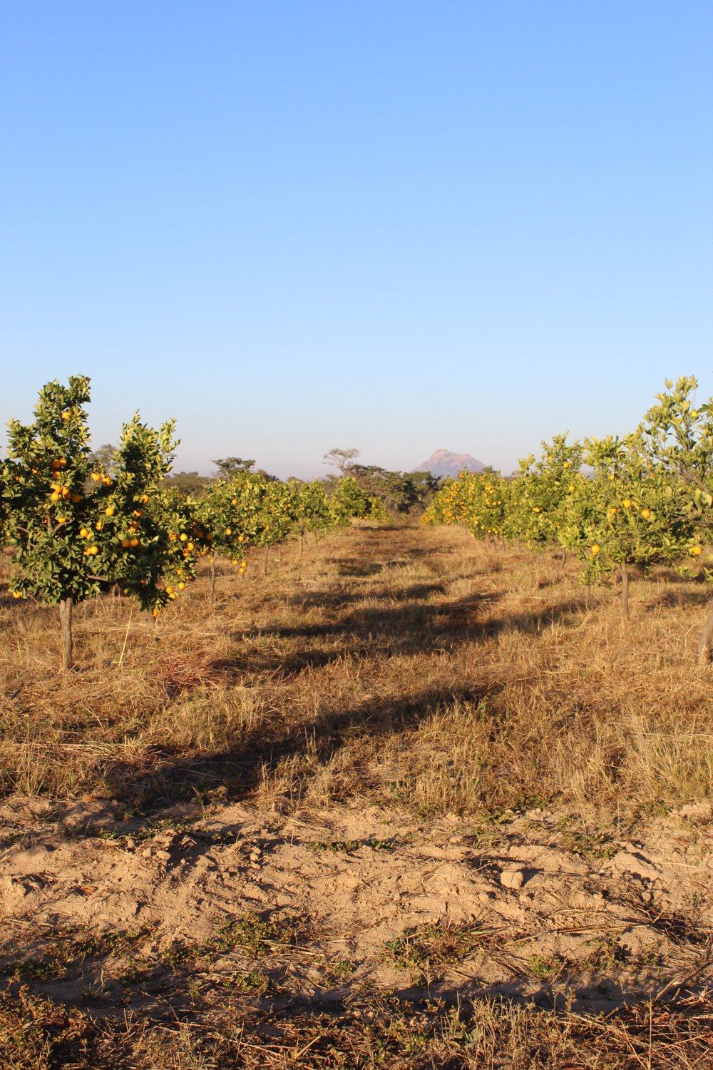 Masimbiland, named after a mountain it borders with, produces 15 ha of oranges, 90 ha of maize, 3.5 ha of chillies and keeps 30 000 breeding layers. 