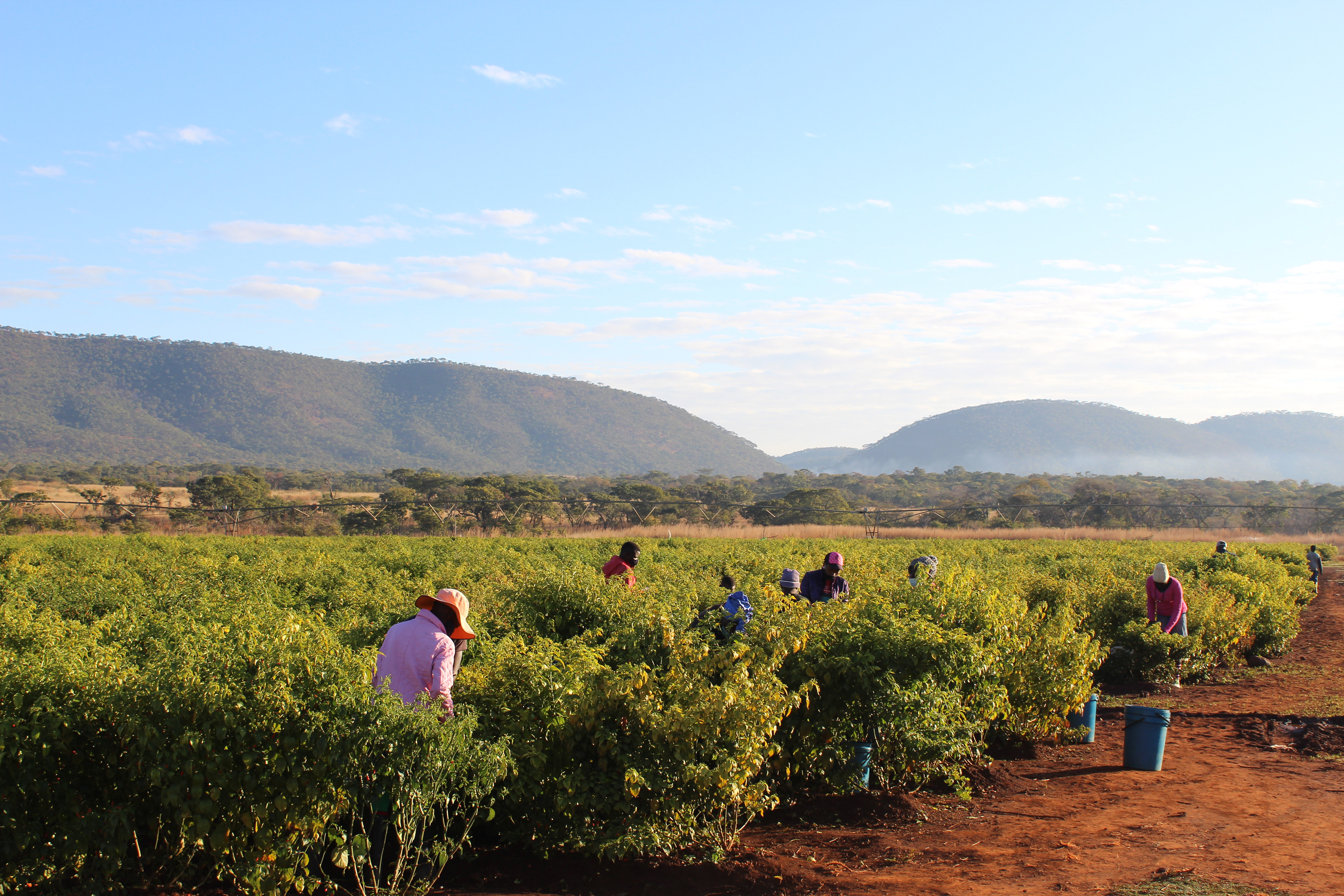 With +/- 50 000 chilli plants, the farm has to employ about 40 pickers a day to get to all the chillies while viable.