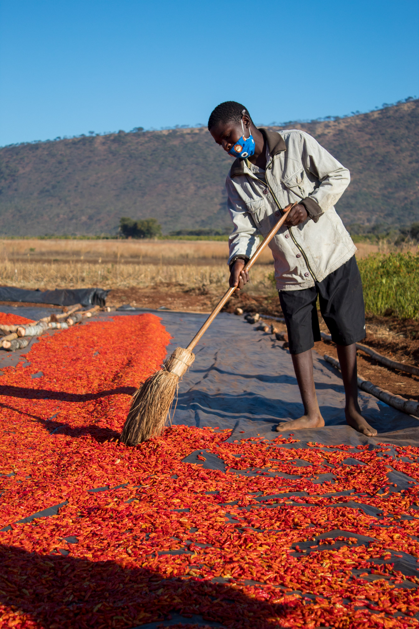 Farm worker spreading chillies to dry