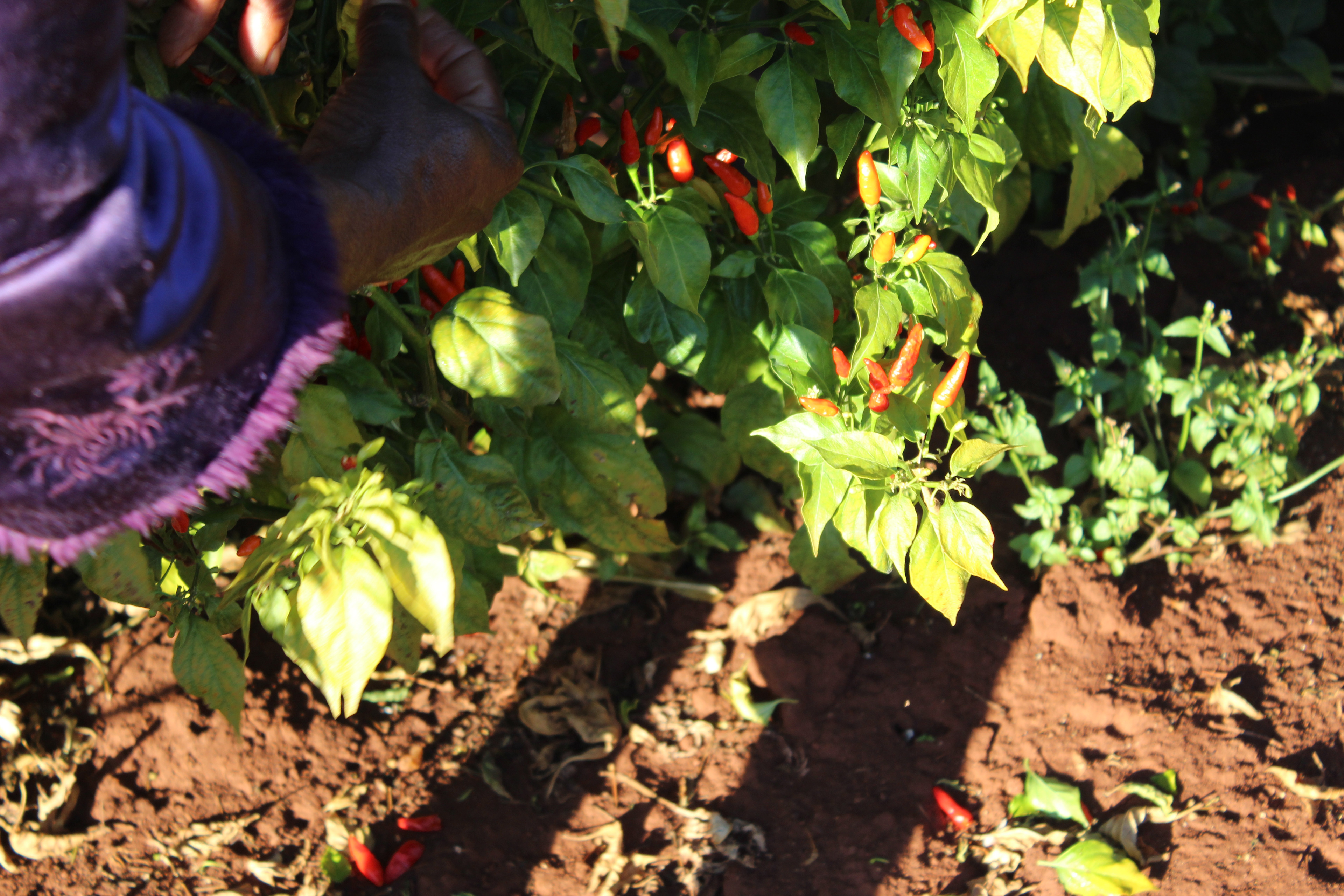 The farm allocates 3.5 ha of land to chillies, while the average size of a chilli field in Zimbabwe is between 0.5 - 1 ha. 