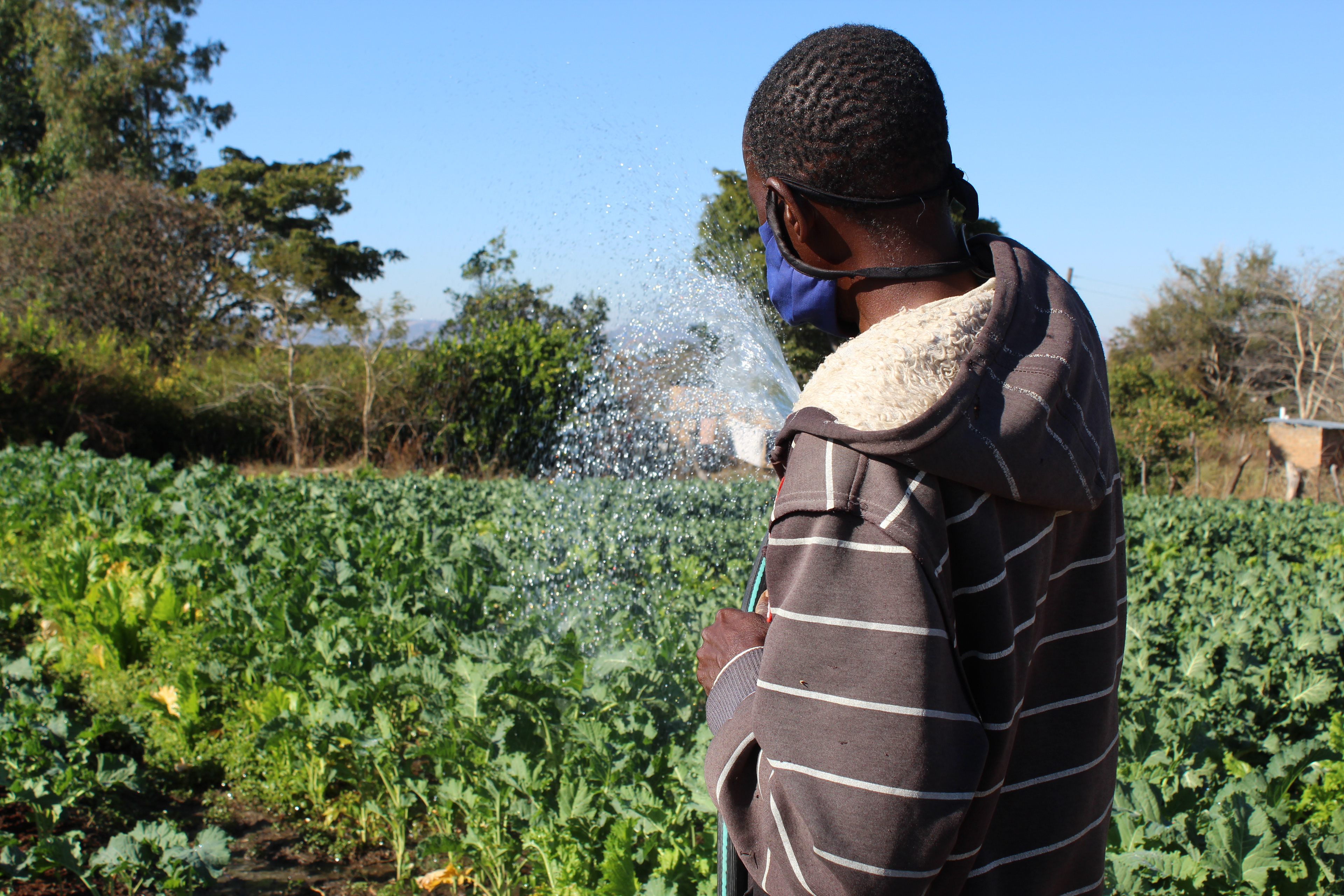 The farm’s nursery currently holds 1000+ mango seedlings and is targeting production of a million citrus seedlings this year.
