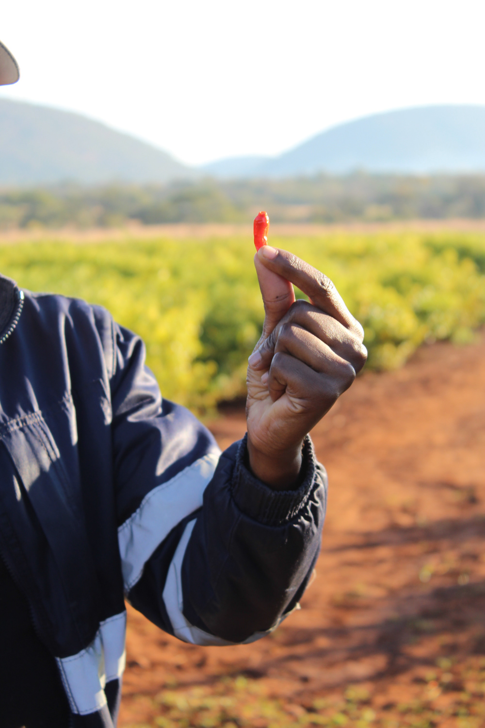 In 2020 the brothers collaborated with another three, young entrepreneurs to invest in a new challenge: chillies