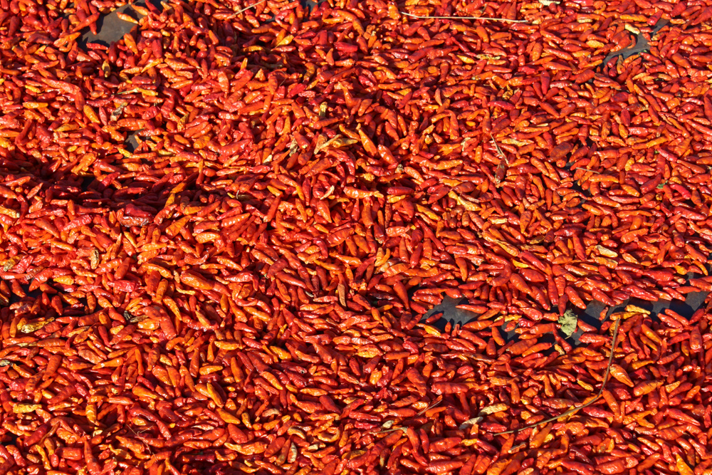 Chillies drying in readiness for sale