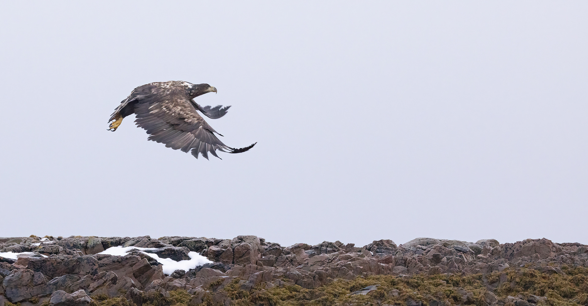 wild sea eagle