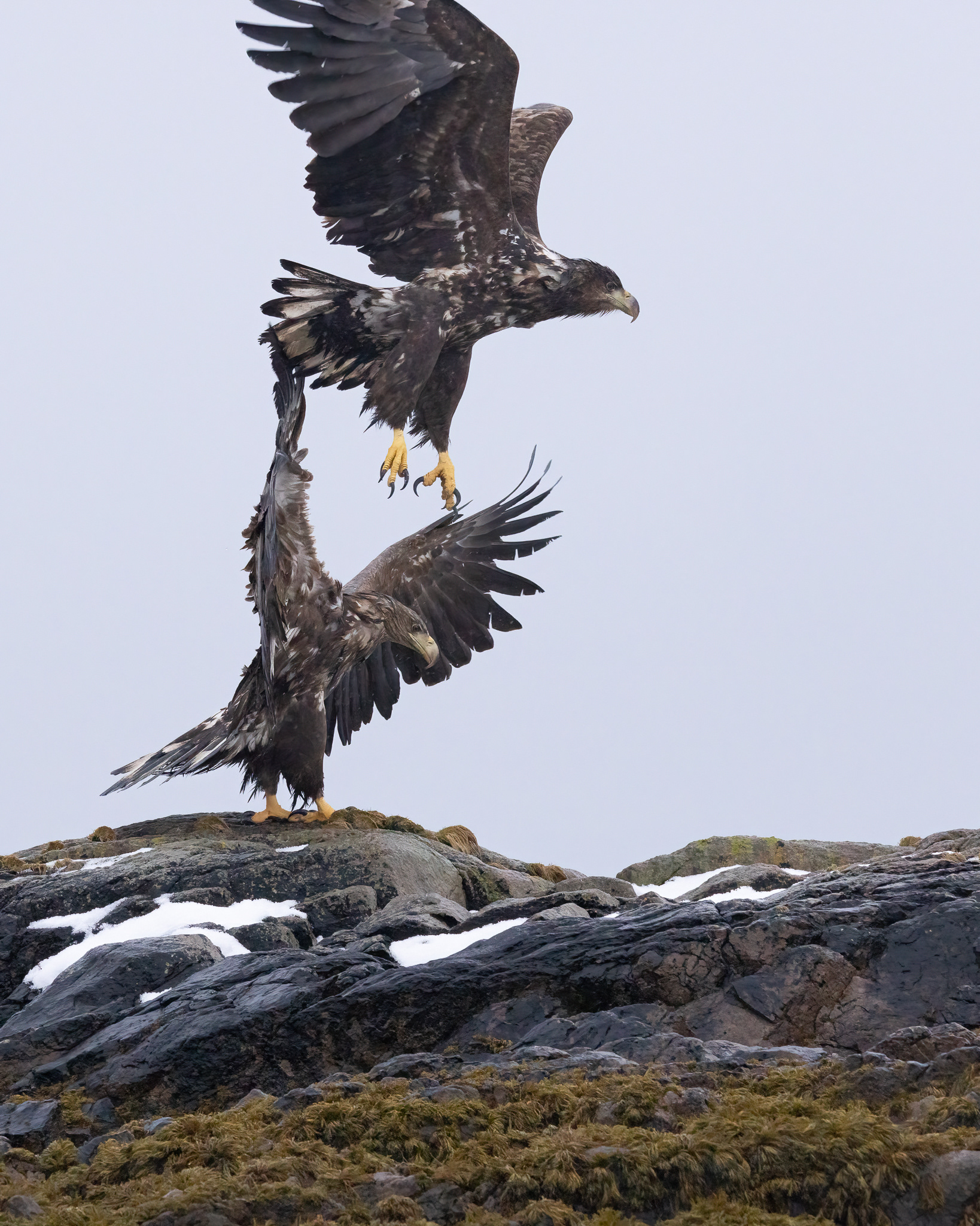 wild sea eagles
