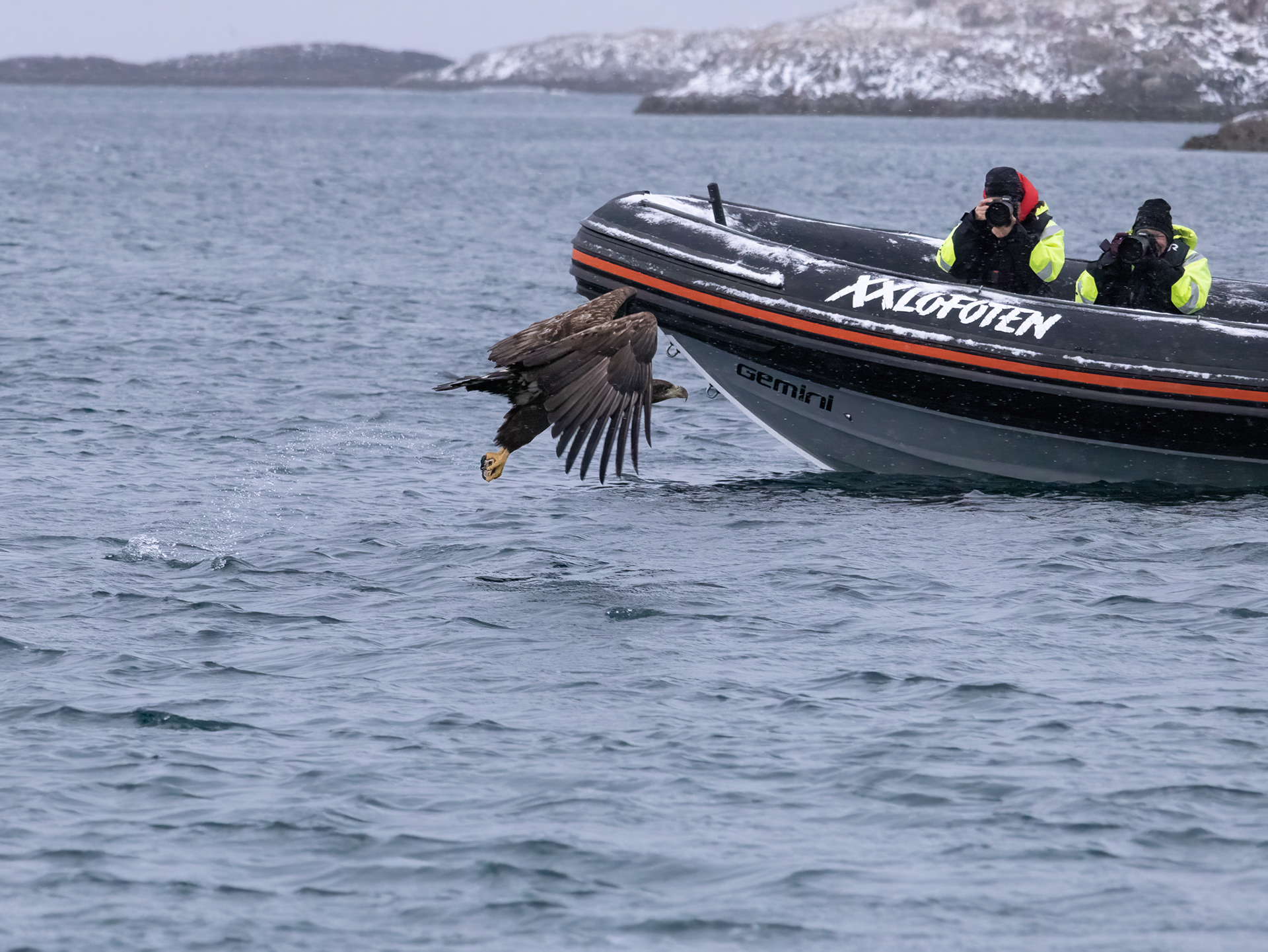 wild sea eagle