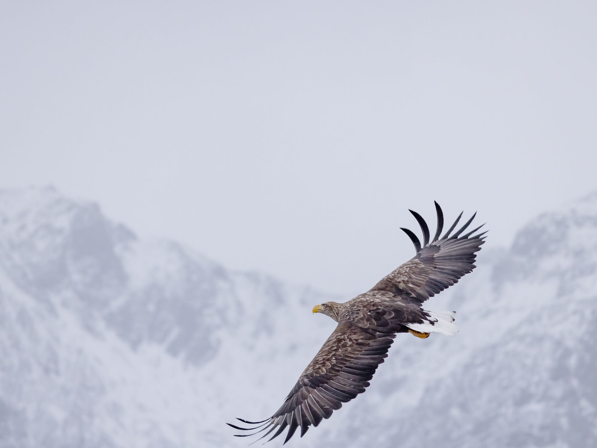 wild sea eagle