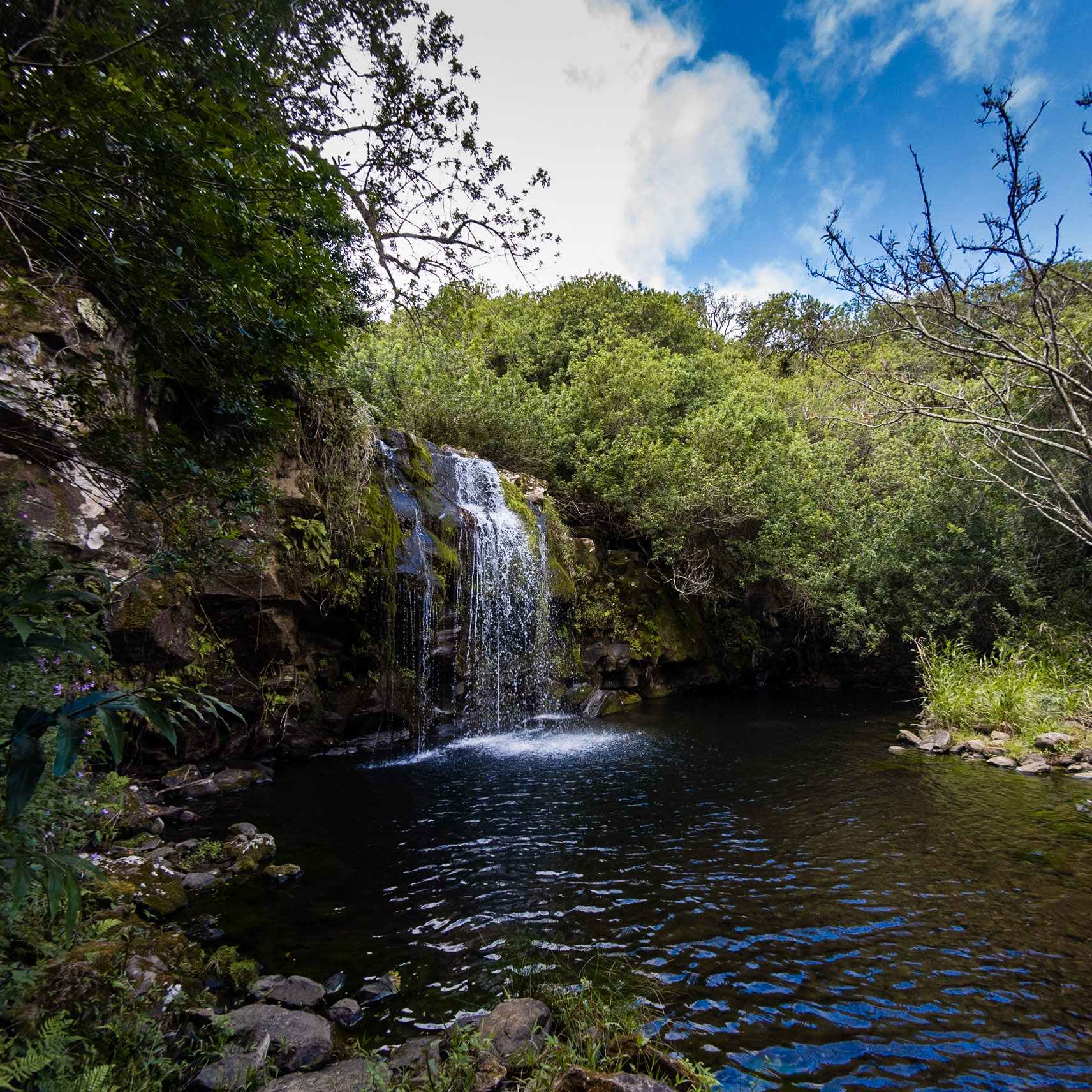 Kohala