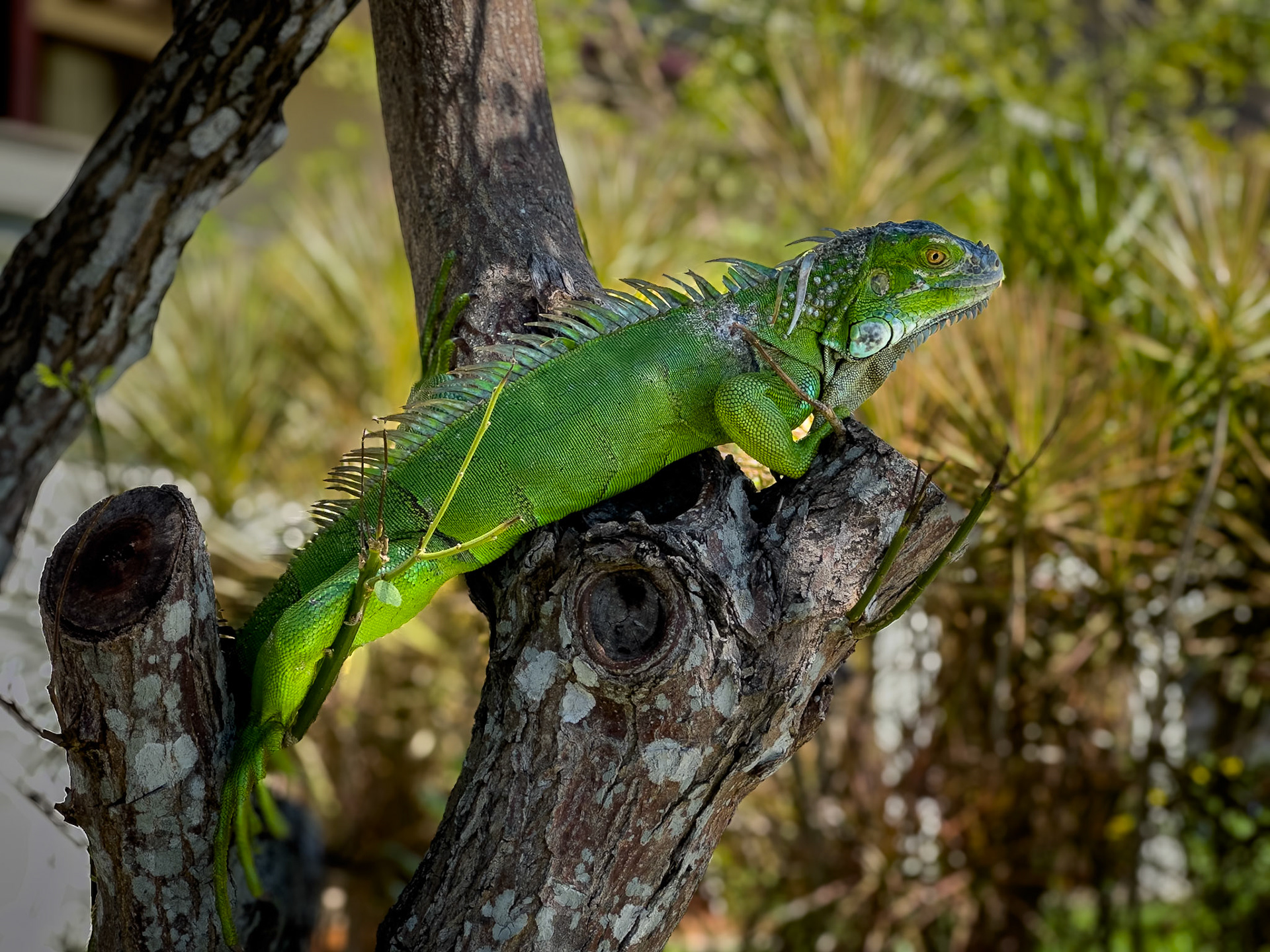 Iguana