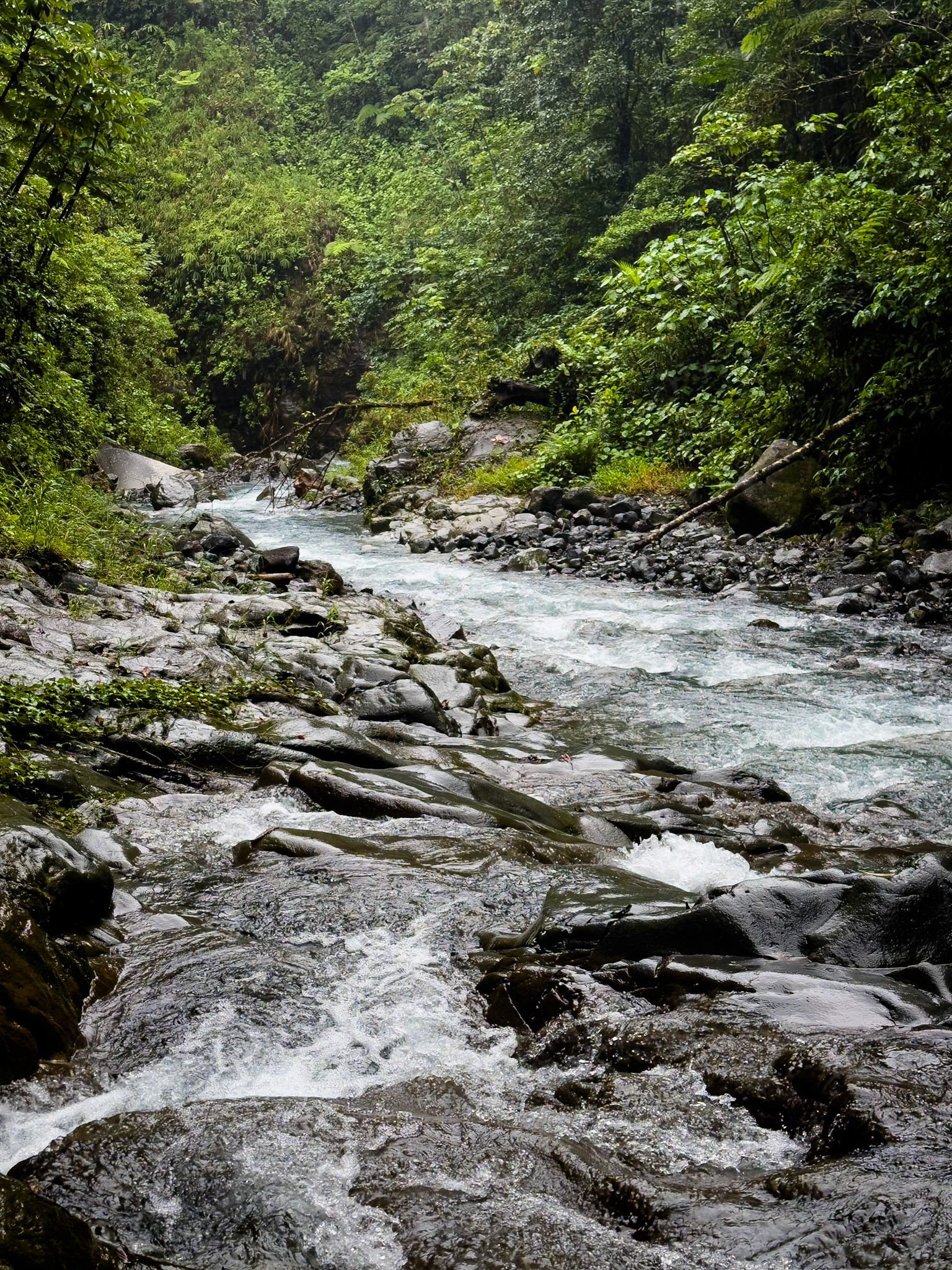 River in the Rainforest