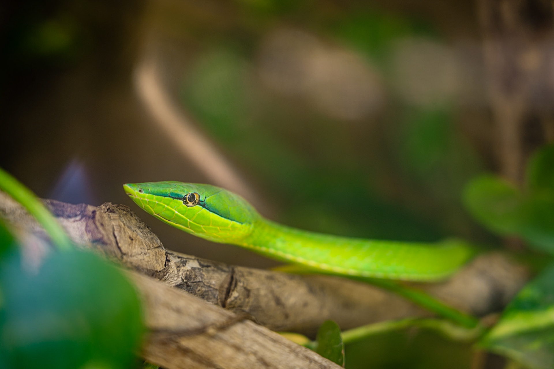 Snake in the Rainforest