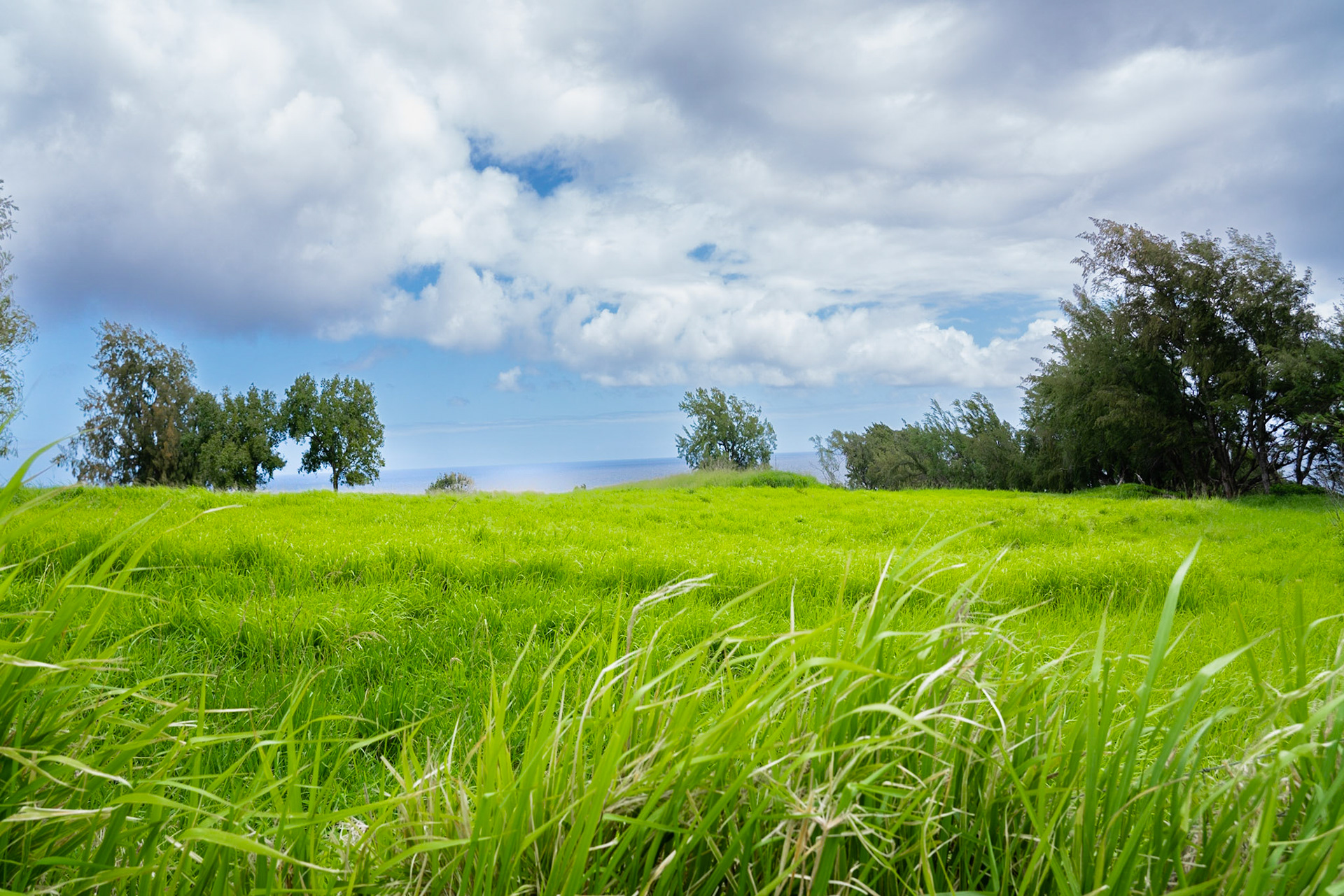 Kohala