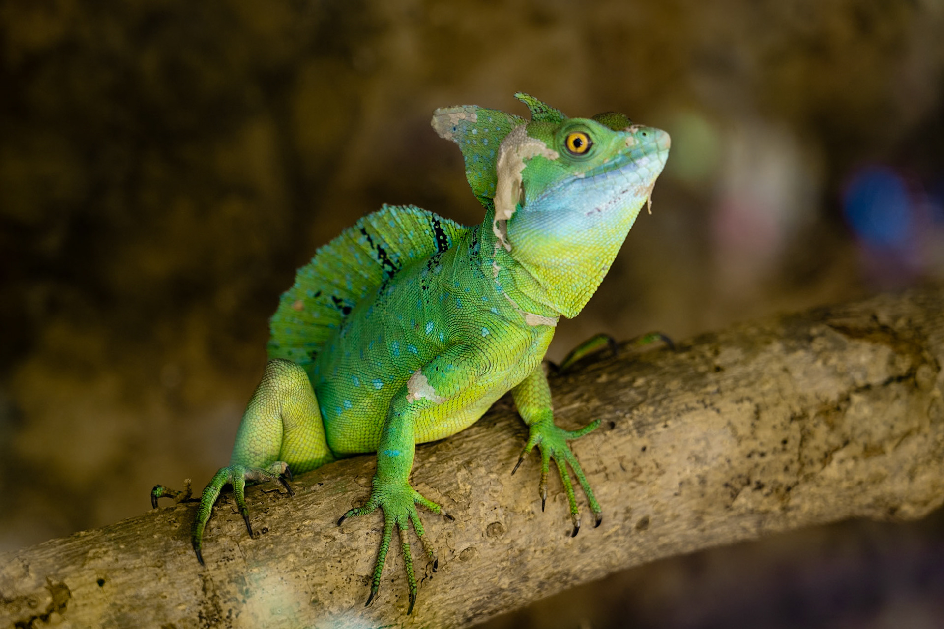 Lizzard