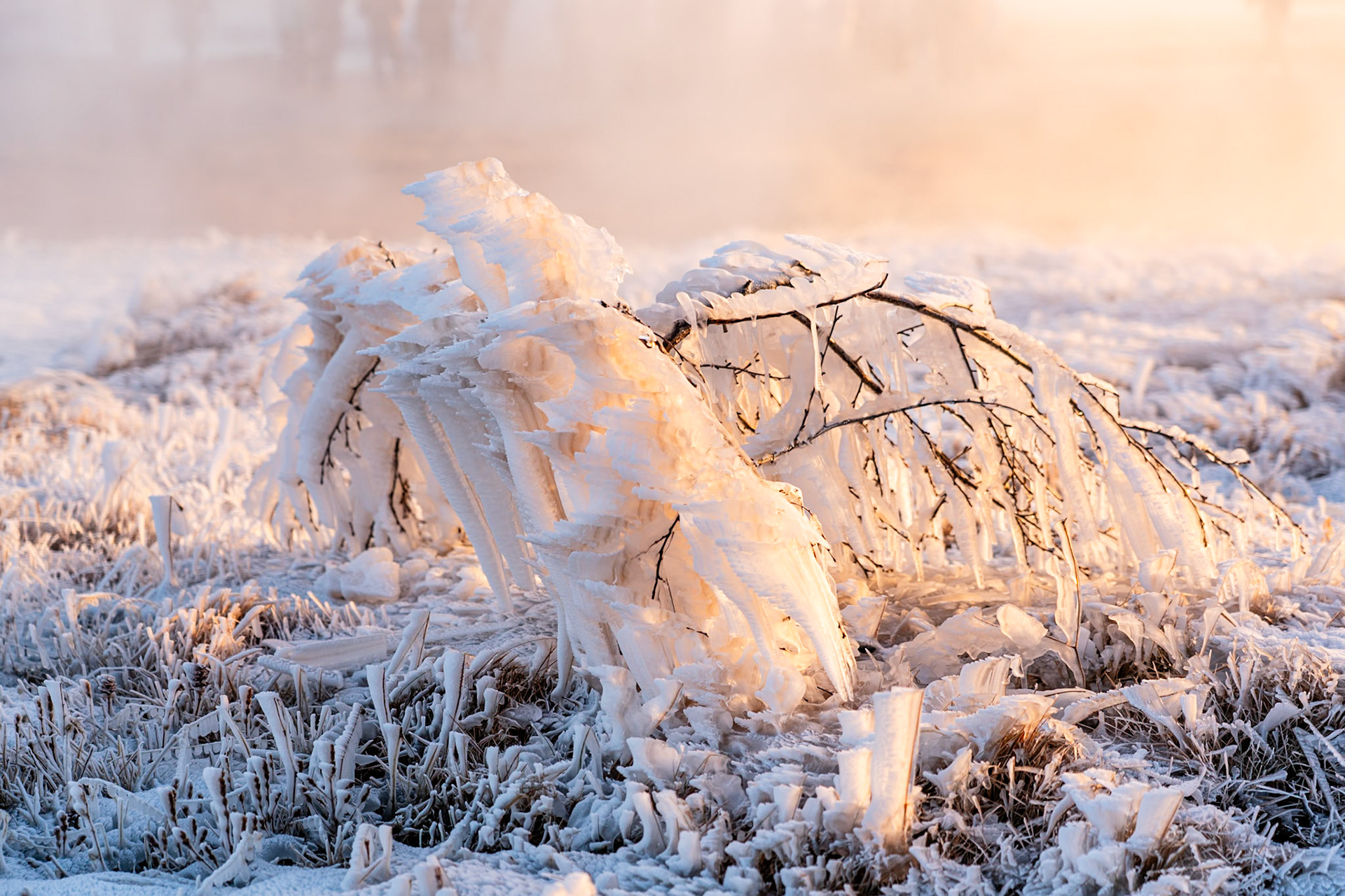 Frozen Branches, Iceland