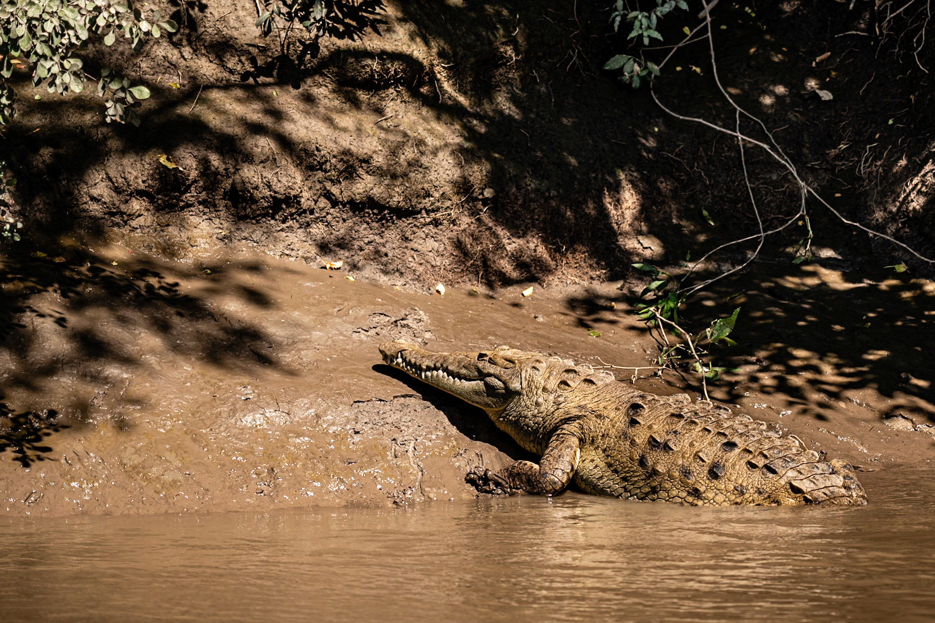 Crocodile on the Tempisque River