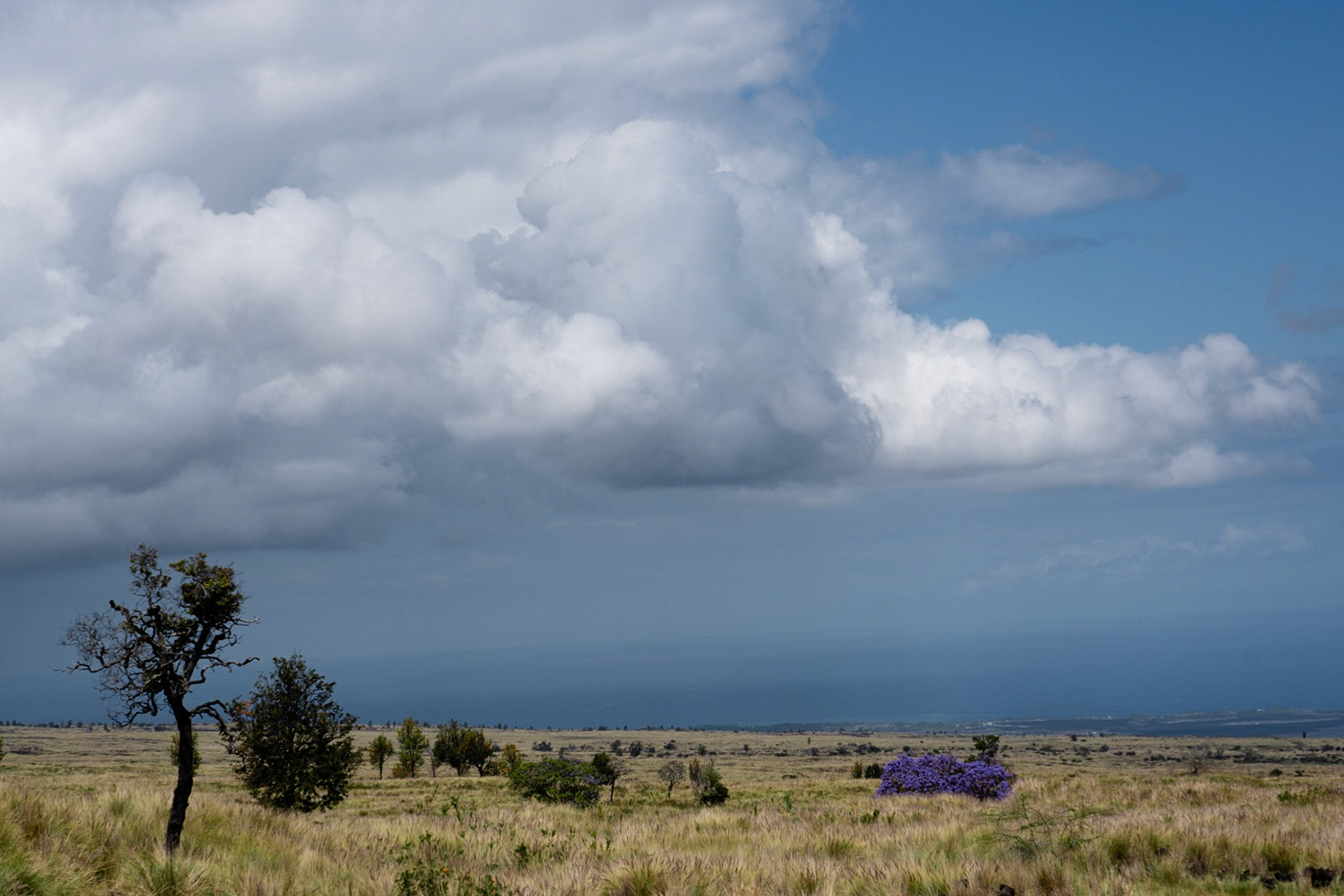 Kohala