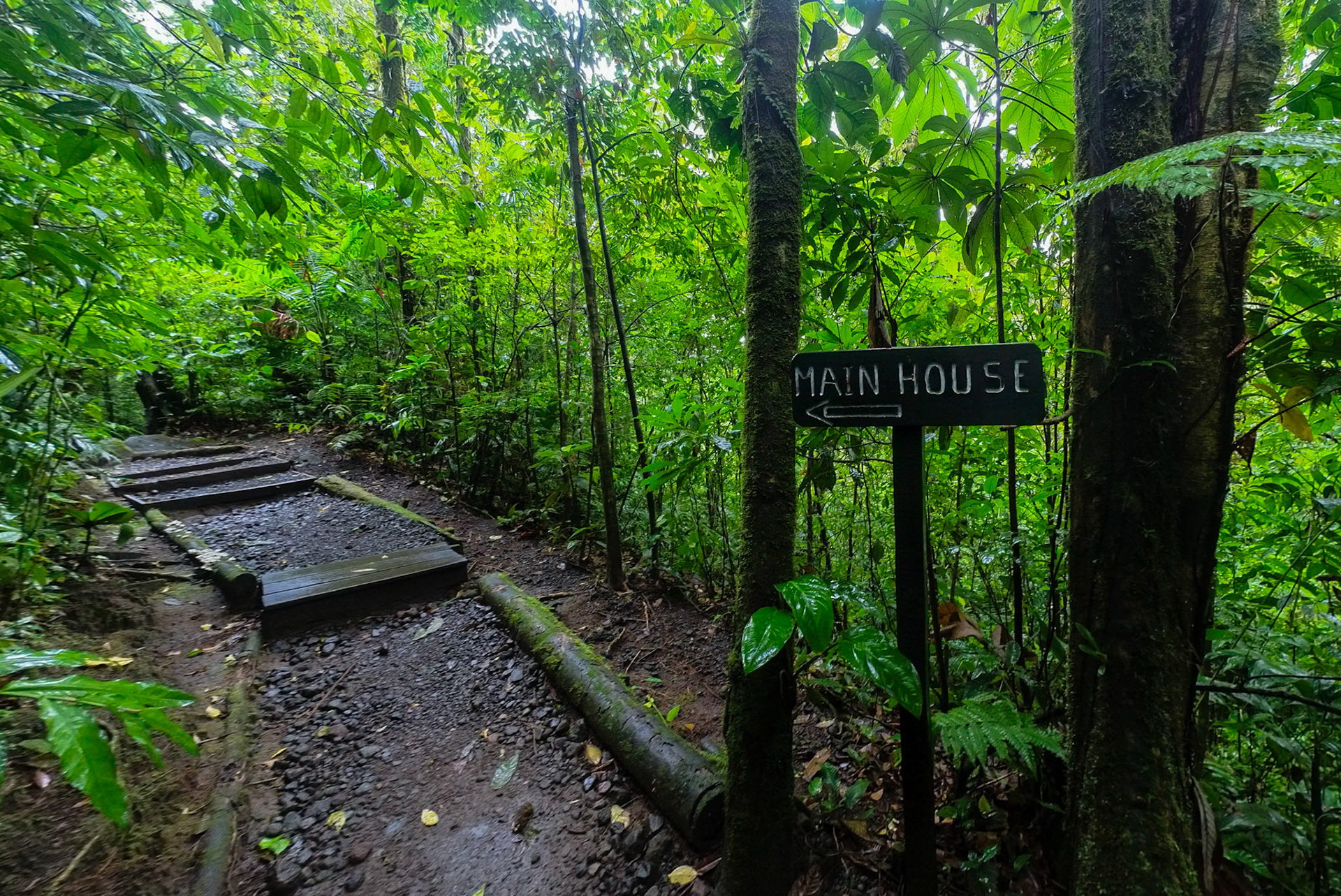 Rainforest Trail