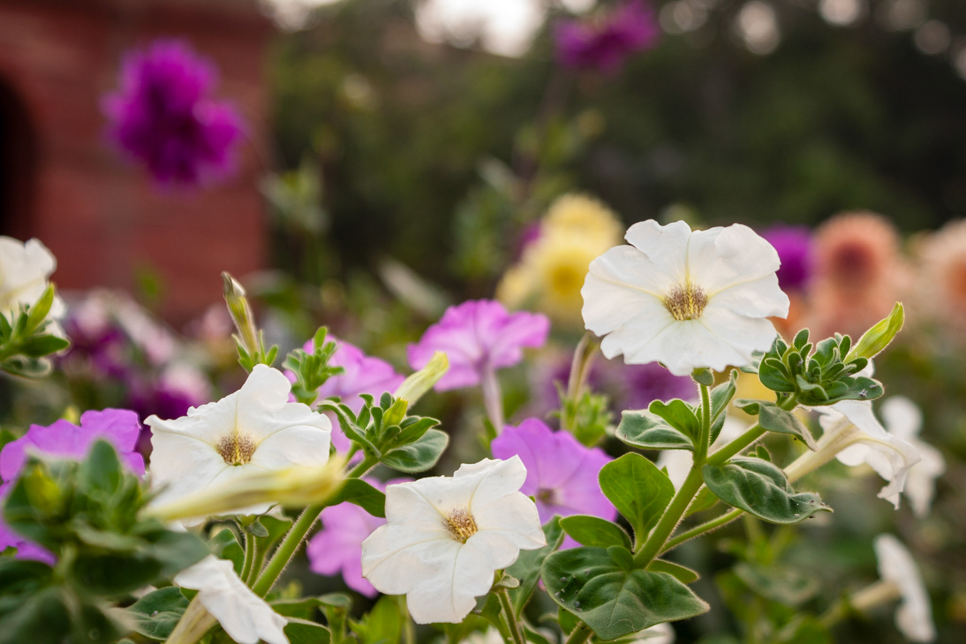 New Delhi - Rashtrapati Bhavan (The Presedential House)