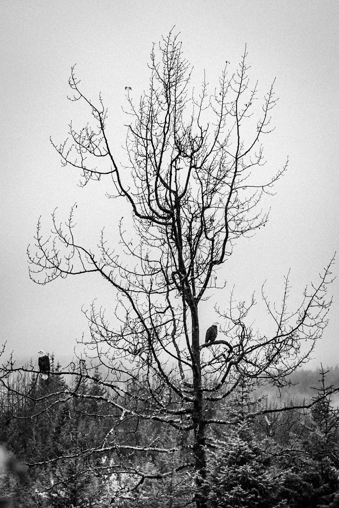 Nested Pair of Bald Eagles