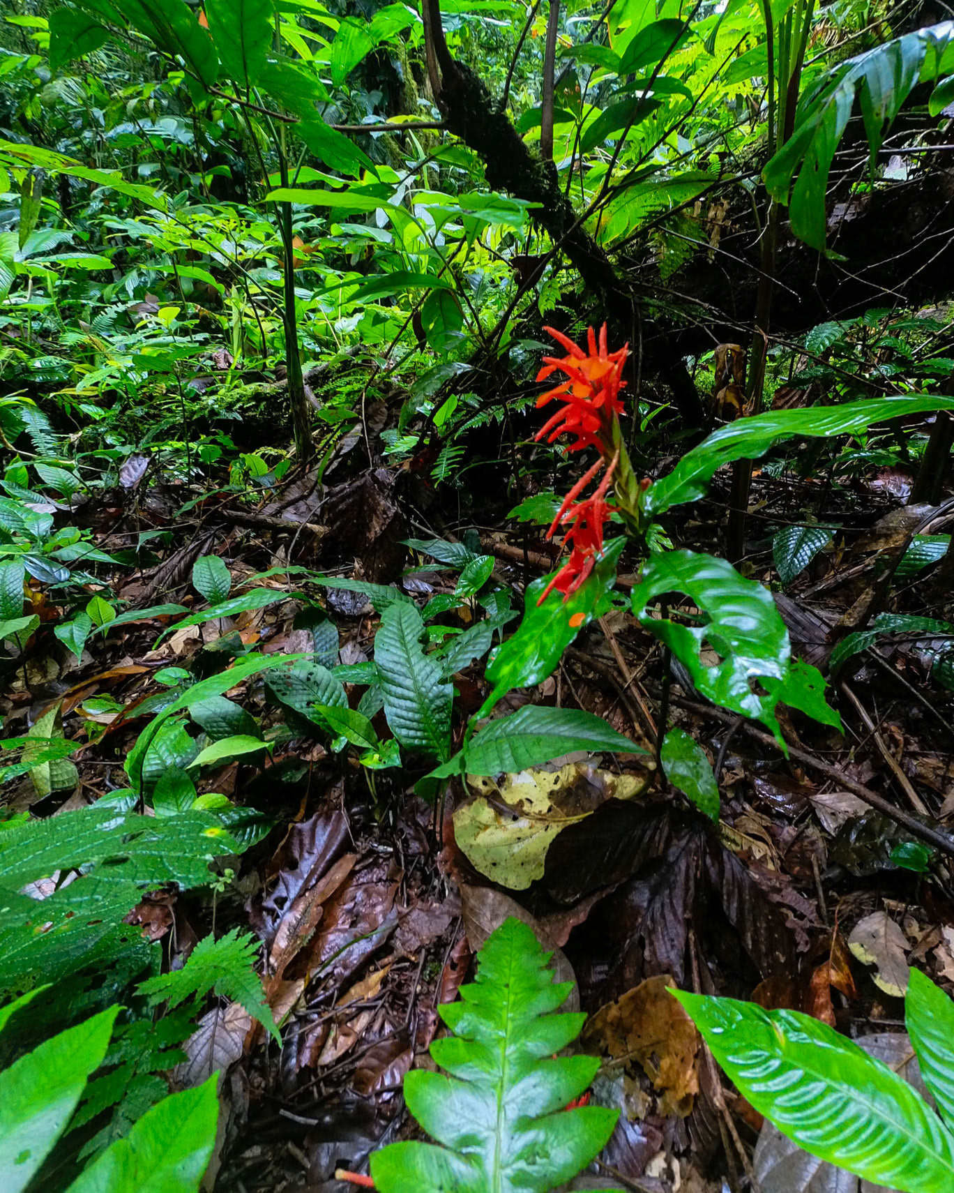 Rainforest Flower