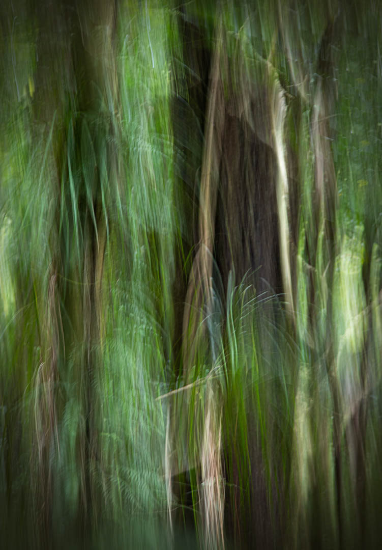 NZ Native Bush, Puketi Forest, Intentional Camera Movement