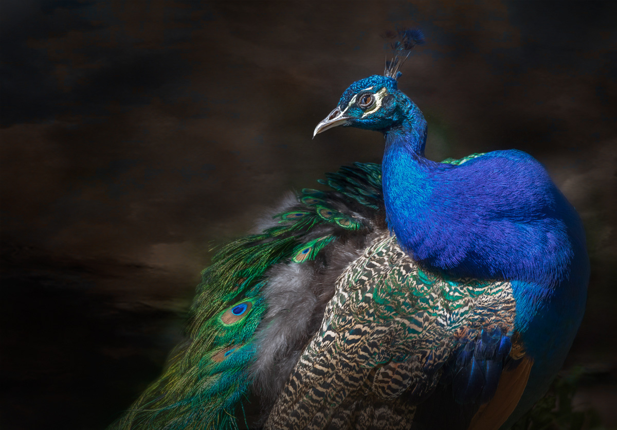 Peacock, bird, colour, Jill Lancaster Photography