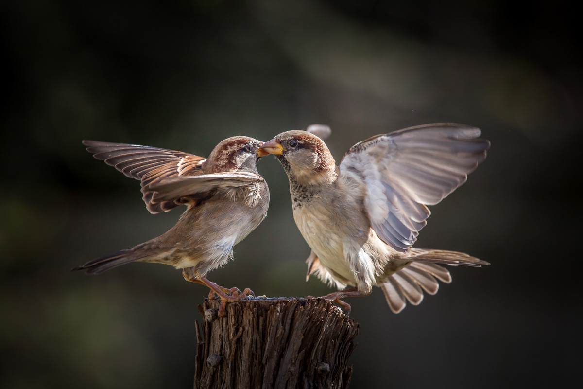Sparrows, birds