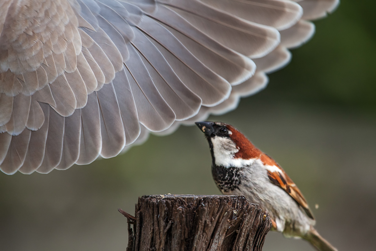 sparrow, bird, dove wing