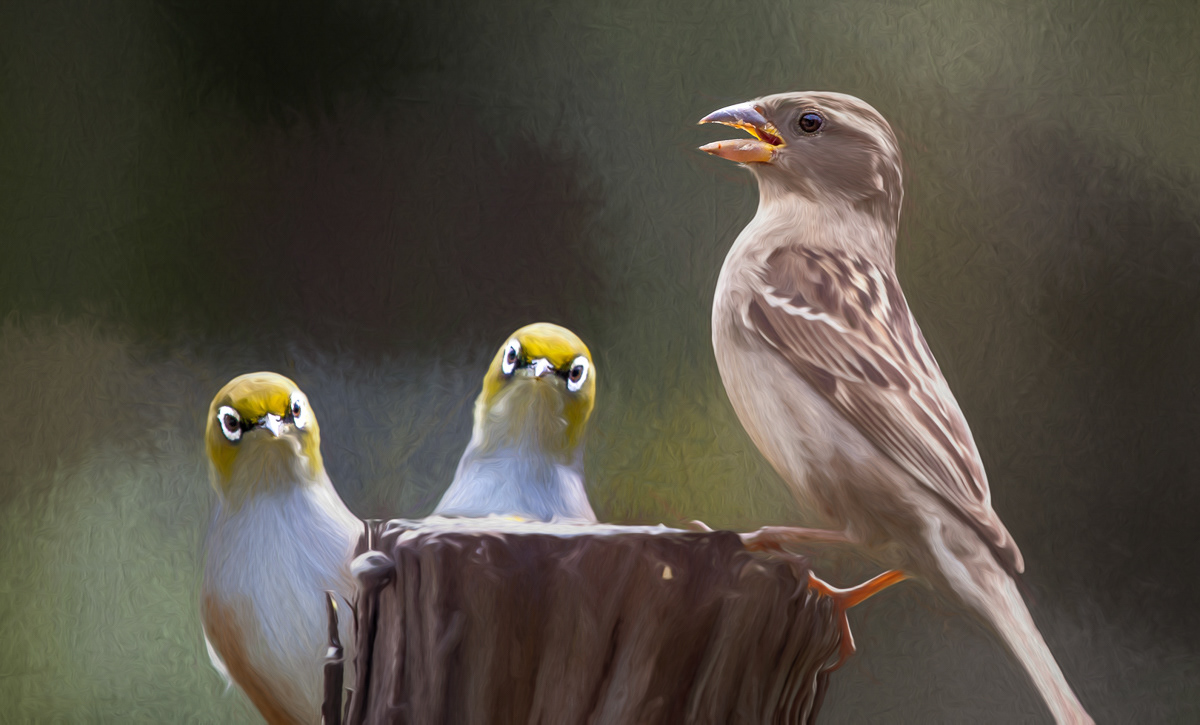 sparrow, waxeye, birds